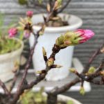 駒岡のサクラ②